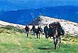 G�tes et Randonn�es en Montagne de Lure G�tes, chambres et table d